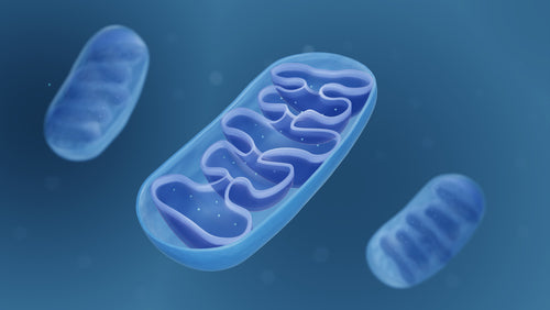 Improving Mitochondrial Function to Increase Energy