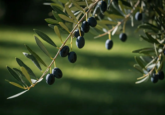 From Ancient Groves to Your Immune System: The Power of Olive Extract