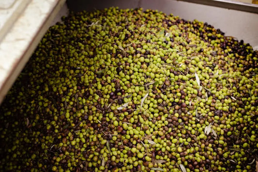 12 Essential Nutrients in Olive-Based Multivitamins for Vitality