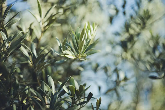 10 Surprising Olive Leaves Benefits for Boosting Immune Health