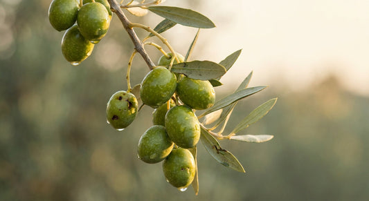 Fresh green olives and leaves on a branch illuminated by warm golden light against a soft sage background, evoking natural wellness and longevity.