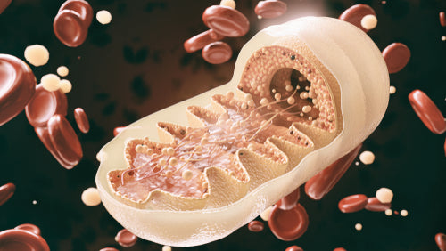 Mitochondria and Health: Maintaining Your Cellular Engines